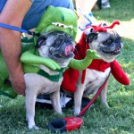 Pugs in Costumes