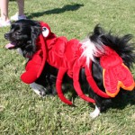 Dog in Lobster Custome